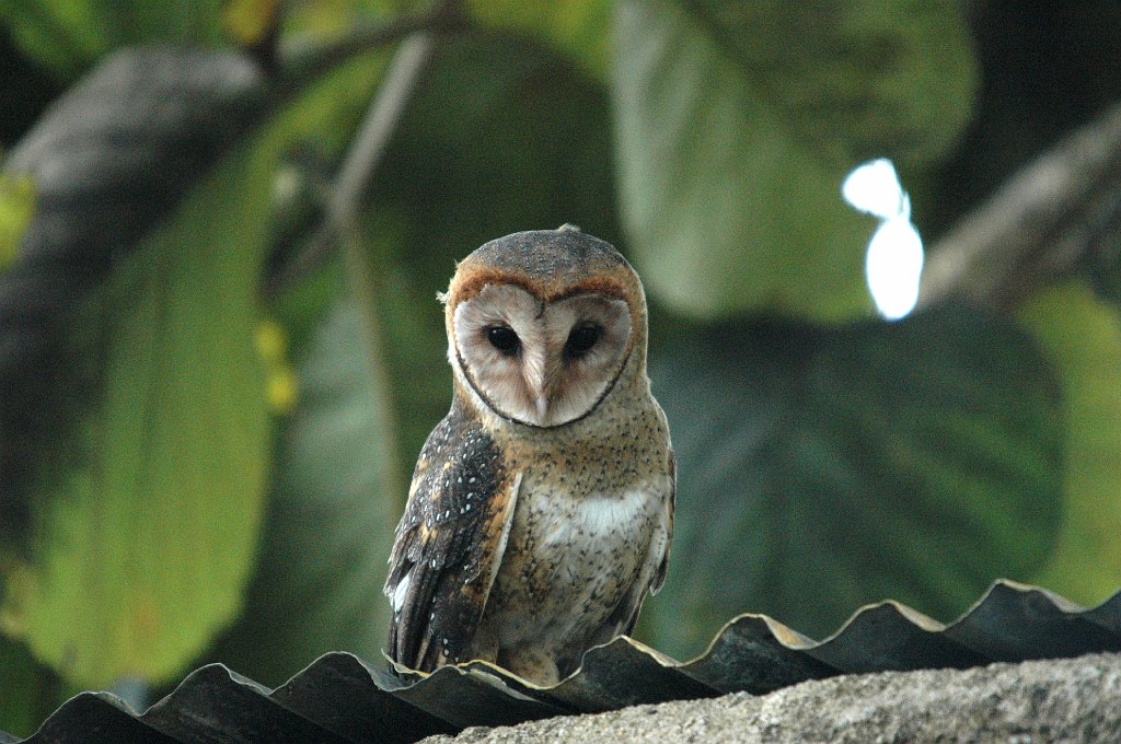 Owl, Barn,2004-11035485.JPG - Barn Owl, Galapagos, 2004